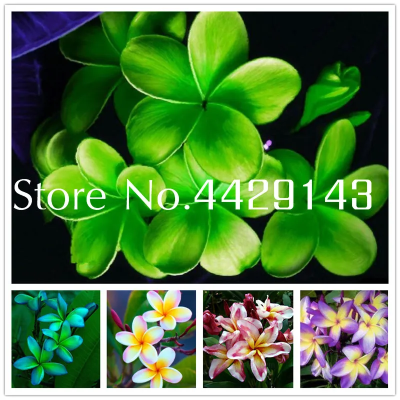 

100 Pcs Plumeria ( Frangipani, Hawaiian Lei Flower ) Bonsai, Rare Exotic Flower flores Egg Flower Potted Plants for Home Garden
