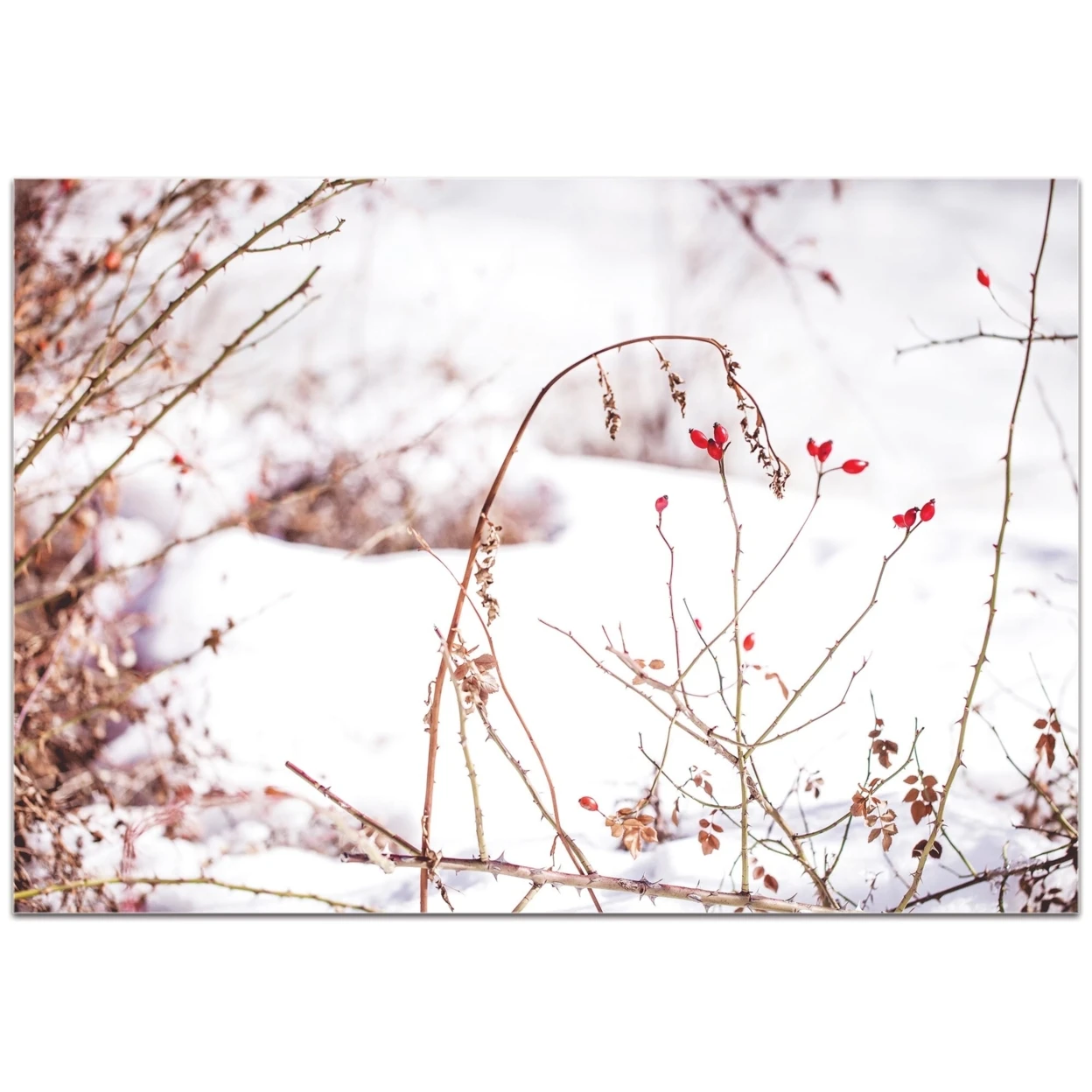 Red Buds by Meirav Levy - Nature Photography on Plexiglass