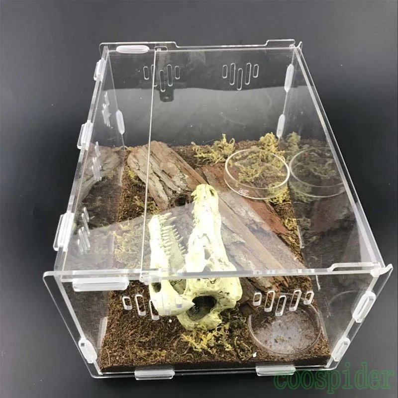 terrarium schorpioen terrarium schorpioen