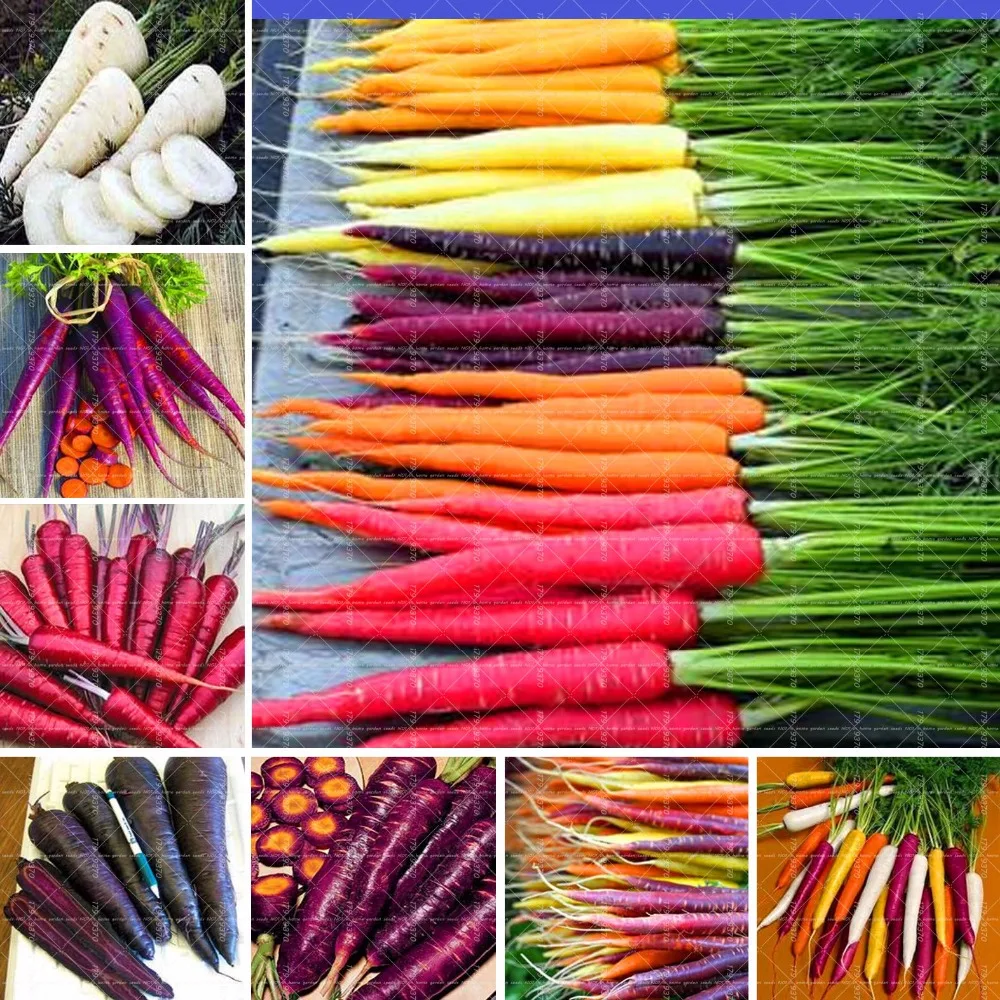 

300pcs mixed colors Carrot fresh vegetable High nutrition fruits and vegetables for home mini garden bonsai plants