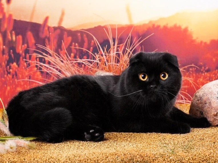 шотландская вислоухая кошка черная. шотландская вислоухая кошка черная. скоттиш фолд черный. скоттиш фолд котята черные. черные шотландские вислоухие котята.