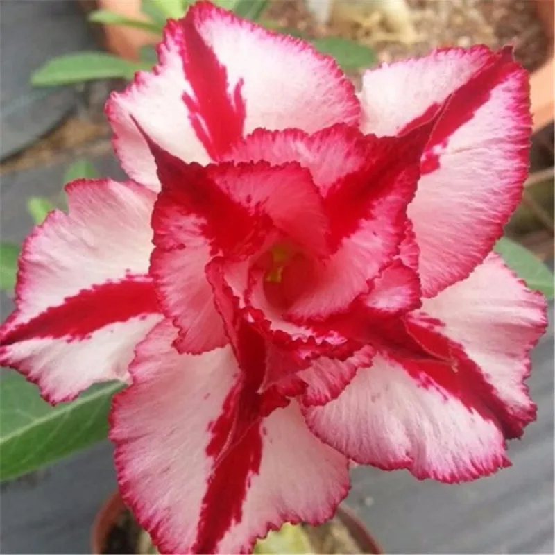 Hot Sale 5 pcs desert rose rare flower indoor bonsai Purifying Air Adenium Obesum garden flowers The Germination Rate 95%