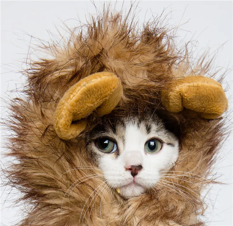 pet clothes10