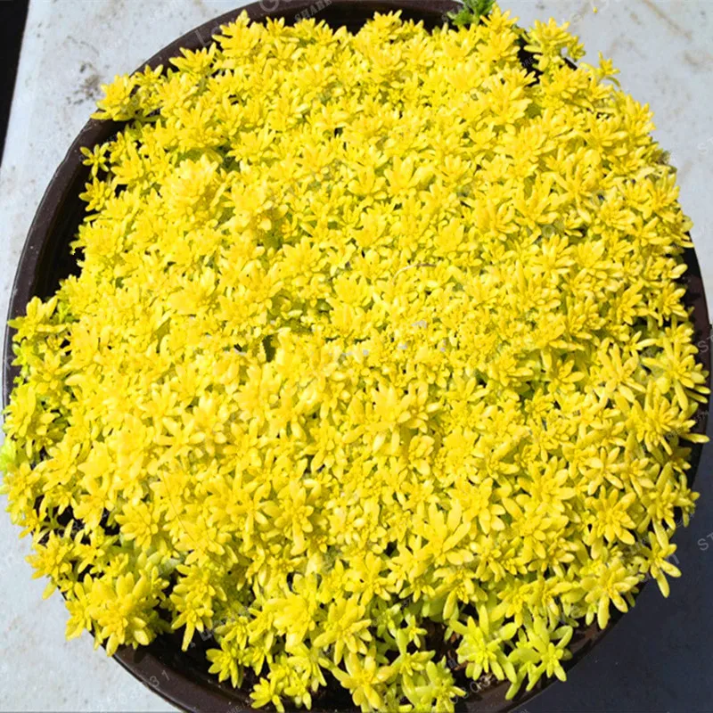 

Gold Moss Sedum GOLDEN ACRE SEDUM STONECROP GOLD MOSS Groundcover Flower Bonsai Plant Pot For Home Garden 100Pcs/Bag