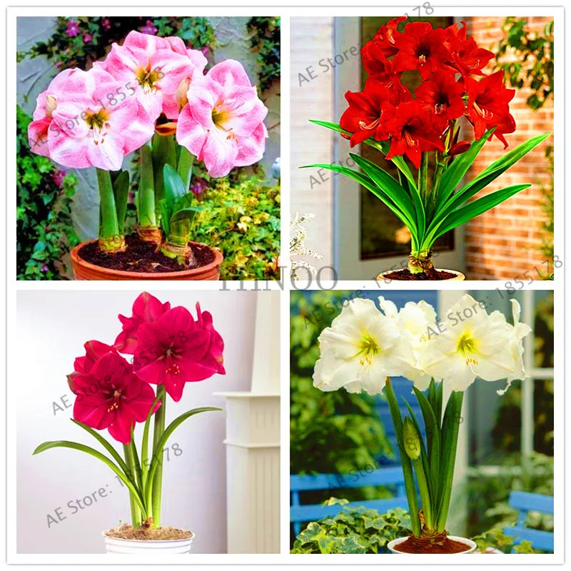 100 шт./пакет Amaryllis Barbados Lily сад в горшке хиппеаструм рутилум бонсай из цветов .