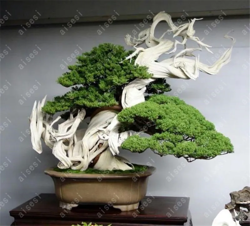 

50 pcs/Bag Juniper Bonsai Tree Bonsai Potted Office Bonsai Purify The Air Absorb Harmful Gases For Home Garden