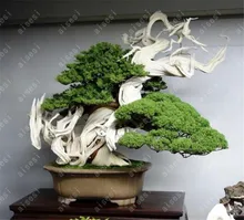 50 pcs/Bag  Juniper Bonsai Tree Bonsai Potted Office Bonsai Purify The Air Absorb Harmful Gases For Home Garden