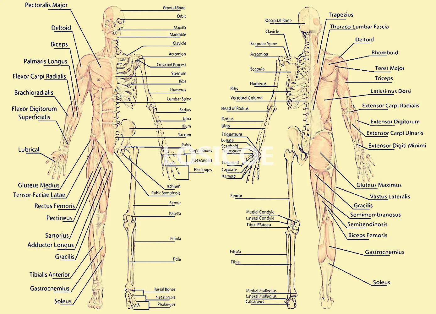 Muscle Skull Medicine Human anatomy Vintage Posters Kraft Paper