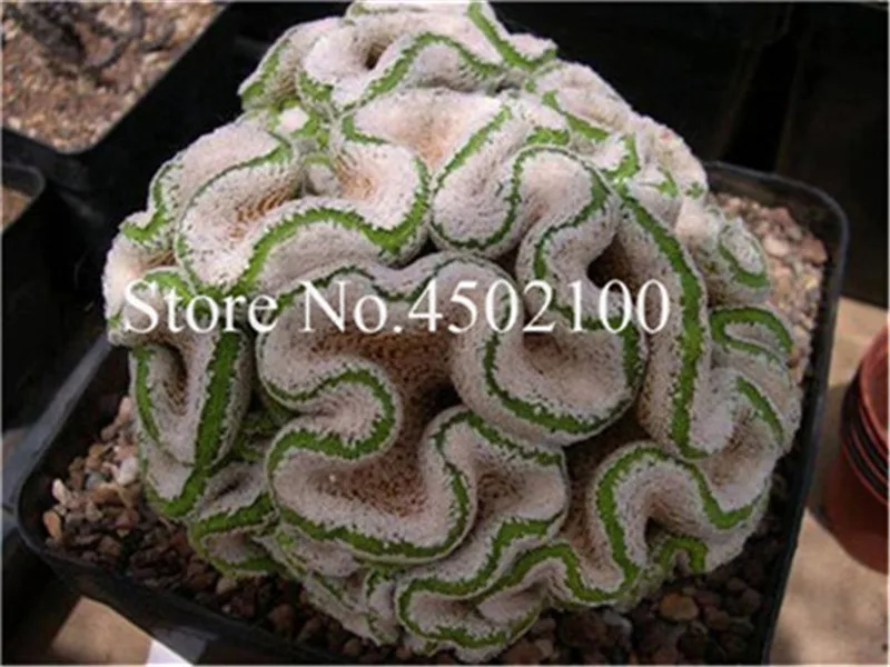 50 Pcs Mixed Lithops Bonsai, Raw Stone Cactus Pseudotruncatella Succulents Stems Tetragonia Potted Flowers Flesh plants 50 Pcs Mixed Lithops Bonsai, Raw Stone Cactus Pseudotruncatella Succulents Stems Tetragonia Potted Flowers Flesh plants