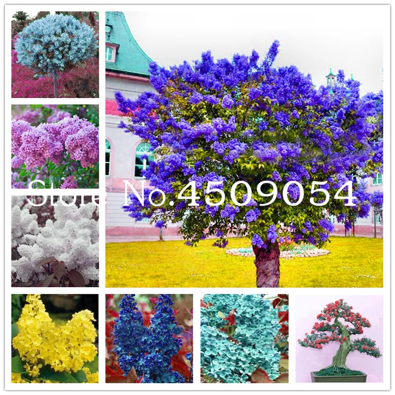 

Free Shipping Bonsai 100 Pcs Japanese Lilac plant indor plants Lilac Clove Flower potted plant For Home Semillas Garden Supplies