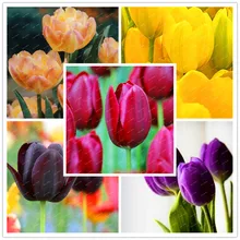 100 шт./пакет Горячий Микс 22 цвета на выбор, оптовые продажи в форме тюльпана от растения редких цветов Flores многолетнее растение-бонсай подарок для дома и сада во дворе украсить