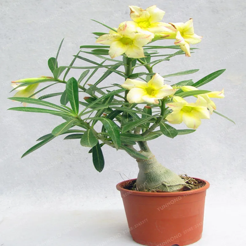 30 Desert Rose Seed Potted Flowers Seeds Adenium Obesum seed Indoor