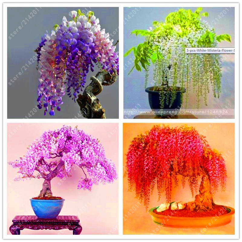

10pcs/bag Wisteria seeds wisteria flowers bonsai flower seeds tree seeds Indoor ornamental plants 100% true seed for home garden