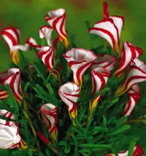 Free shipping Oxalis versicolor flowers seeds 150PCS World’s Rare Flowers For Garden home planting O.versicolor Flowers Semillas