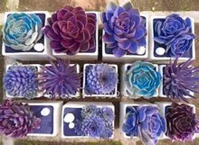 Rare Beauty Succulents Seeds Easy To Grow Potted Flower 200pcs bonsai Seeds for Home & Garden Free Shipping