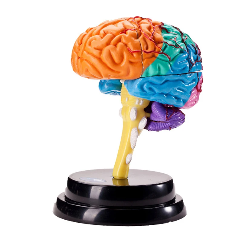Children's brain science teaching aid model set student science
