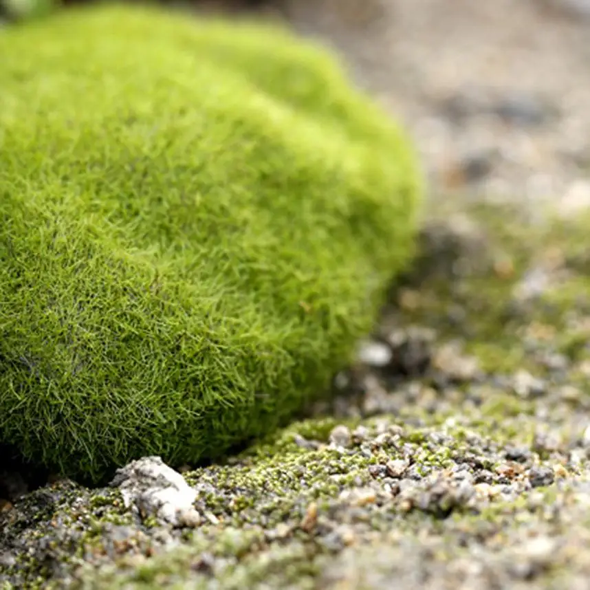 Green Artificial Moss Stones Grass Plant Poted Home Garden