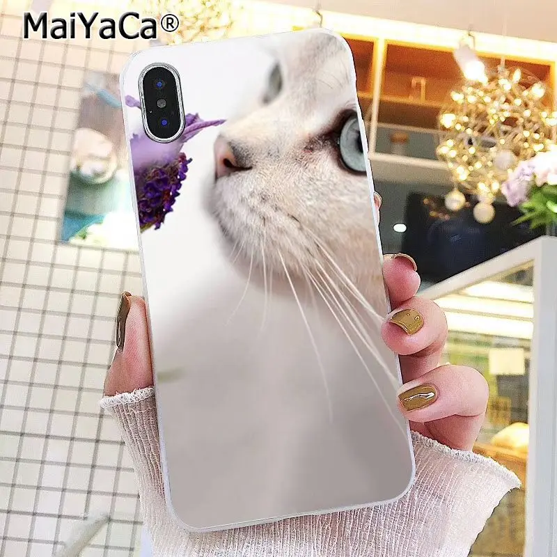 Butterfly Stand On The Cat Nose 
