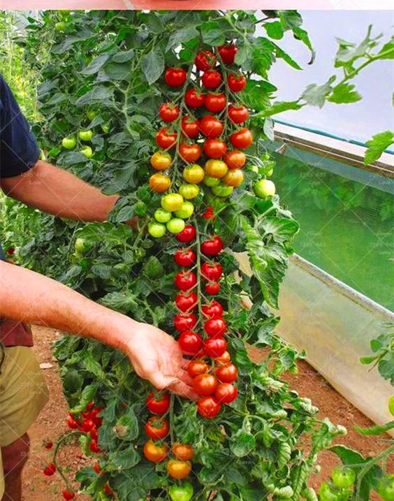 200 шт. Редкие мини восхождение Томатный завод Cherry мидоры, мини-Томат бонсай растения Органическая еда