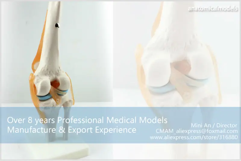 JOINT05 CMAM human knee joint models -3