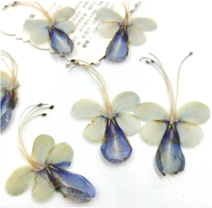 

60pcs Pressed Dried Natural Blue Butterfly Flower Plant Herbarium For Jewelry Postcard Invitation Card Phone Case Bookmark DIY
