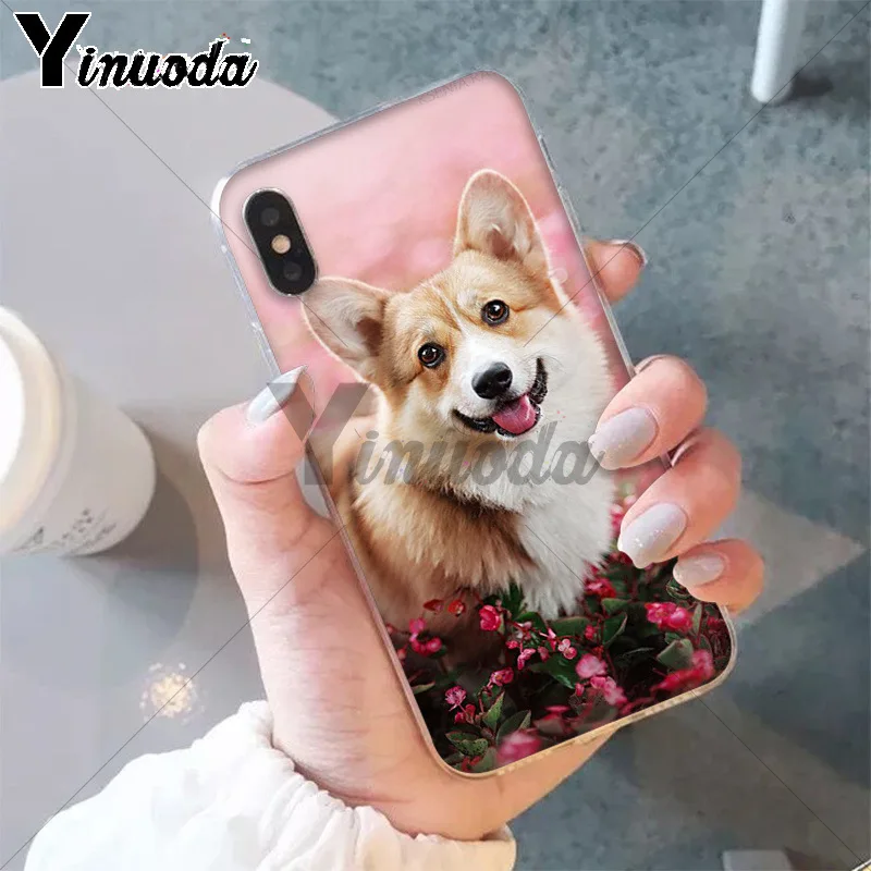 Best friend animal corgi
