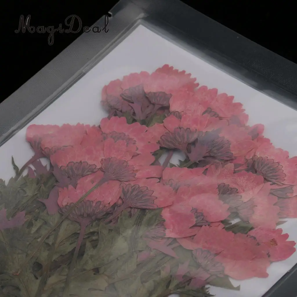 MagiDeal 50pcs Beautiful Pressed Rose Flower Dried Flowers for Art Craft Scrapbooking Card Making House Decoration