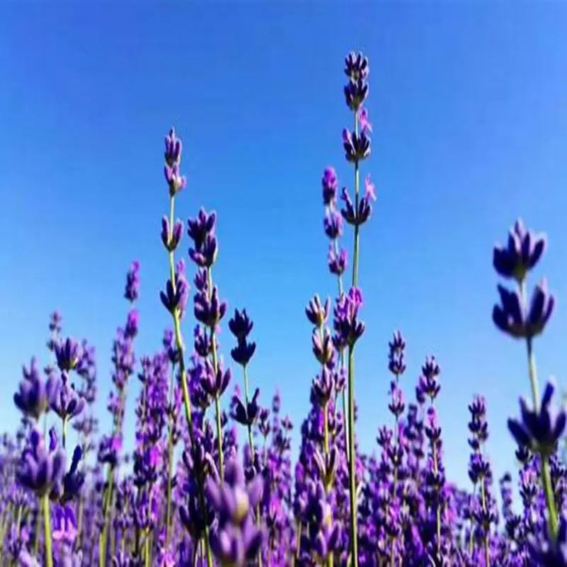QQ20180918162922