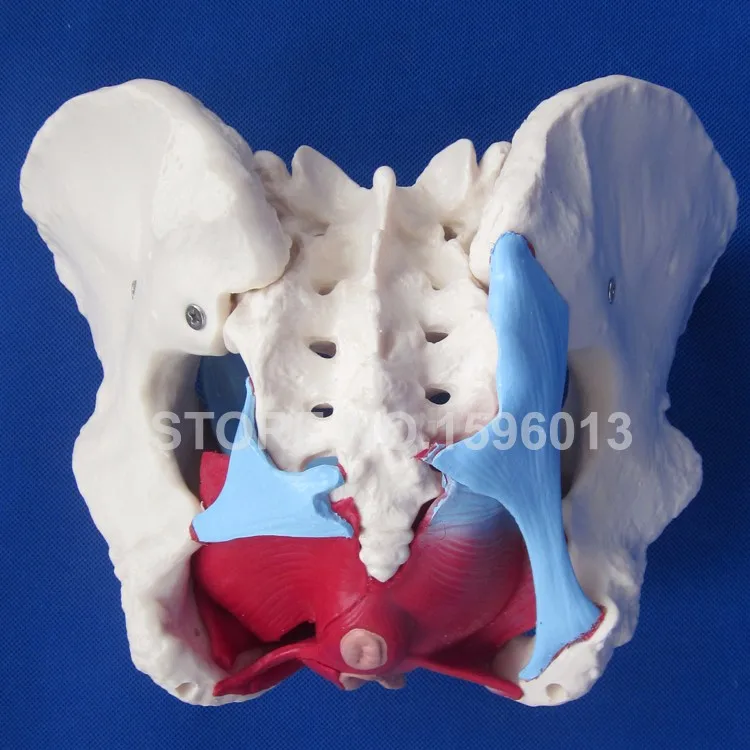 125 female pelvis (6)