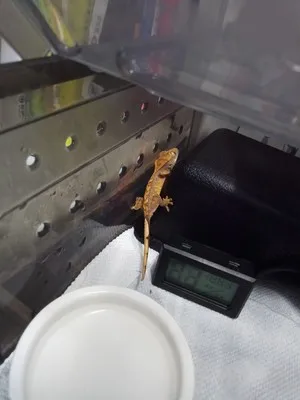 Цифровой ЖК-термометр гигрометр для домашних животных муравьиная ферма рептилий Черепаха коробка датчик температуры измеритель влажности ящик для насекомых аксессуары