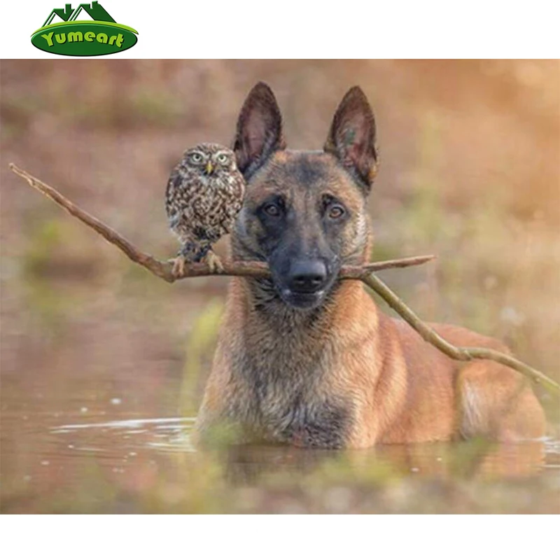 Встреча животных. Котопëс фото. Колли рыжая. Встреча животных. Встреча животных.