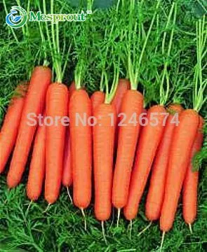 

300 /bag Five Inches Ginseng Carrot Bonsai, Carrot Bonsai, Potted Fruit Vegetable Bonsai For Home Garden Planting Sementes