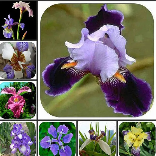 

100pcs Iris bonsai,popular perennial garden flower,gorgeous cut flower rare flower flores for home garden planting orchid
