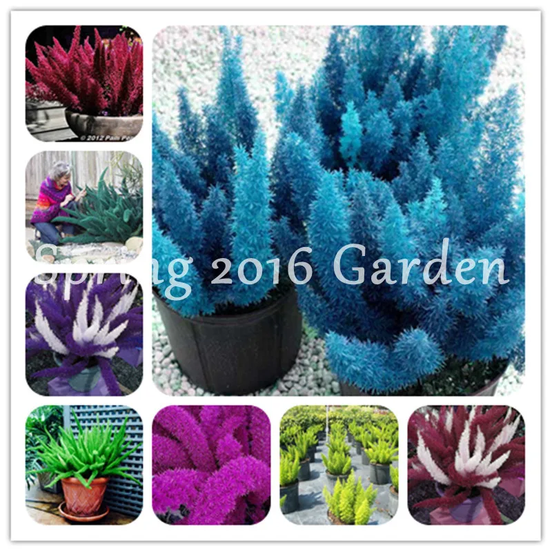

200 Pcs Colorful Bonsai Garden Foxtail Fern Rare Creeper Vines Grass Mixed Foliage Bonsai Exotic Outdoor Plantas For Flower Pots