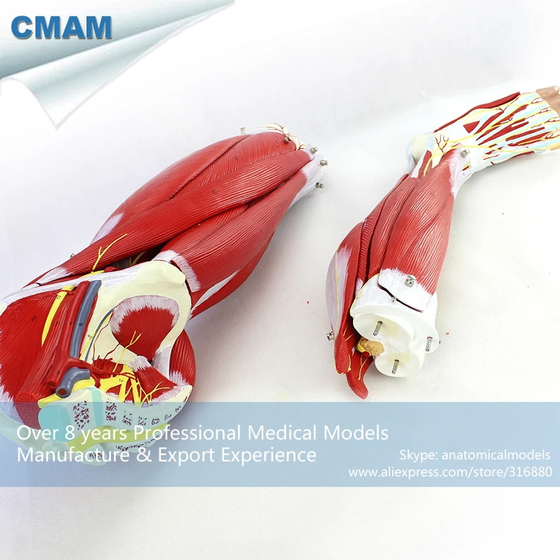 CMAM-MUSCLE18 23 Части Человеческого Мышцы Ног Анатомия Модель для Больницы Школьного Образования