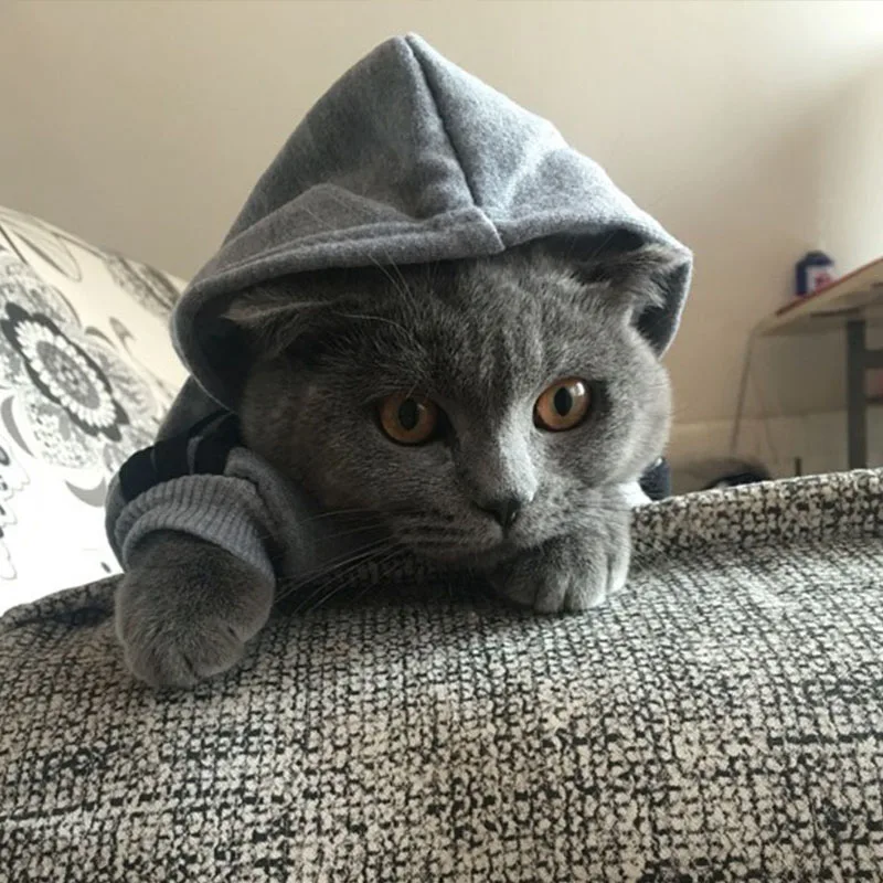 

Autumn Warm Pet Clothes for Cats Pet Clothing Winter Clothing for Cats Coat Kitten Outfit Cat Clothes for Cat Hoodies Mascotas
