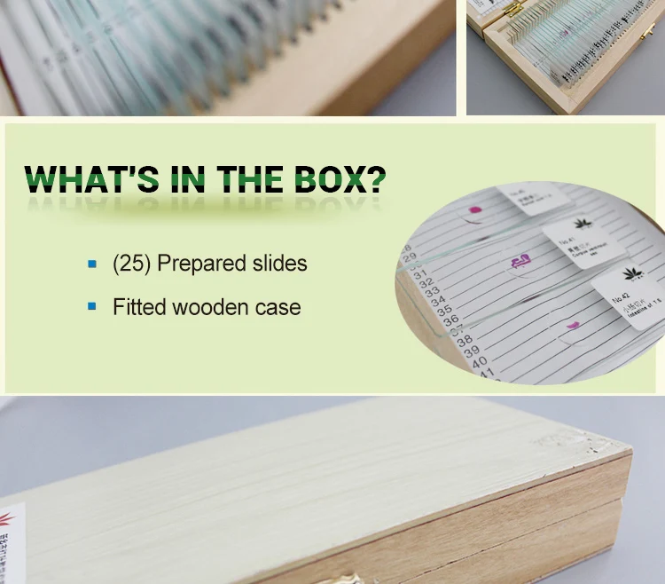 cells Microscope slides (4)