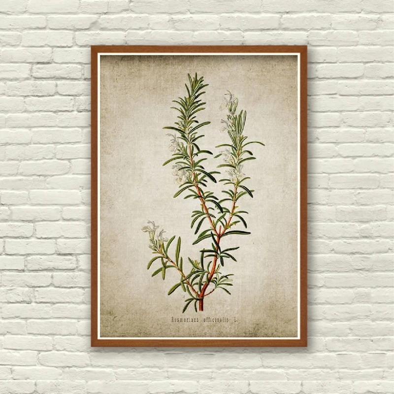 Vintage Poster Herb Art Prints Oregano Rosemary Sage Thyme Canvas Painting 