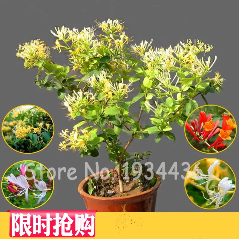 

200Pcs Rare Honeysuckle Climbing Tree Bonsai Plant Tea Chinese Garden Flower Seedling Lonicera Japonica fiori da giardino