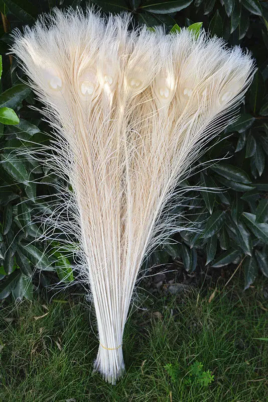 new! 100pcs beautiful white peacock feathers 70 80 cm / Decorative DIY