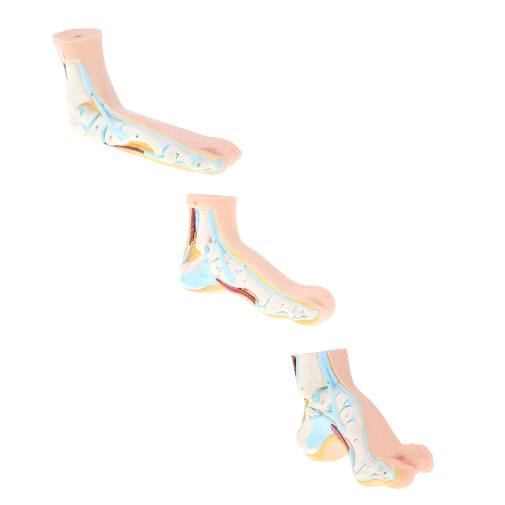 1:1 Human Anatomical Normal, Arched and Flat Foot Model with Ligaments, Nerves and Arteries