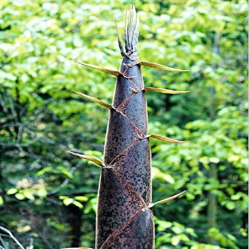 20pcs MOSO BAMBOO HUGE MAO BAMBOO- bonsais - Phyllostachys pubescens / edulis - Moso Hardy Bamboo 20pcs MOSO BAMBOO HUGE MAO BAMBOO- bonsais - Phyllostachys pubescens / edulis - Moso Hardy Bamboo