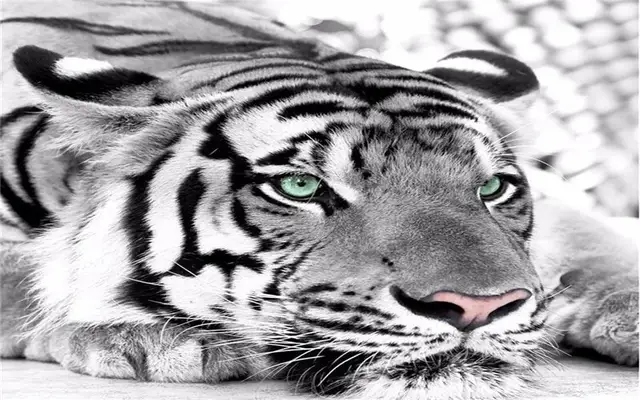 3d Foto Wallpaper Harimau Hitam Dan Putih Hewan Mural Masuk Tidur