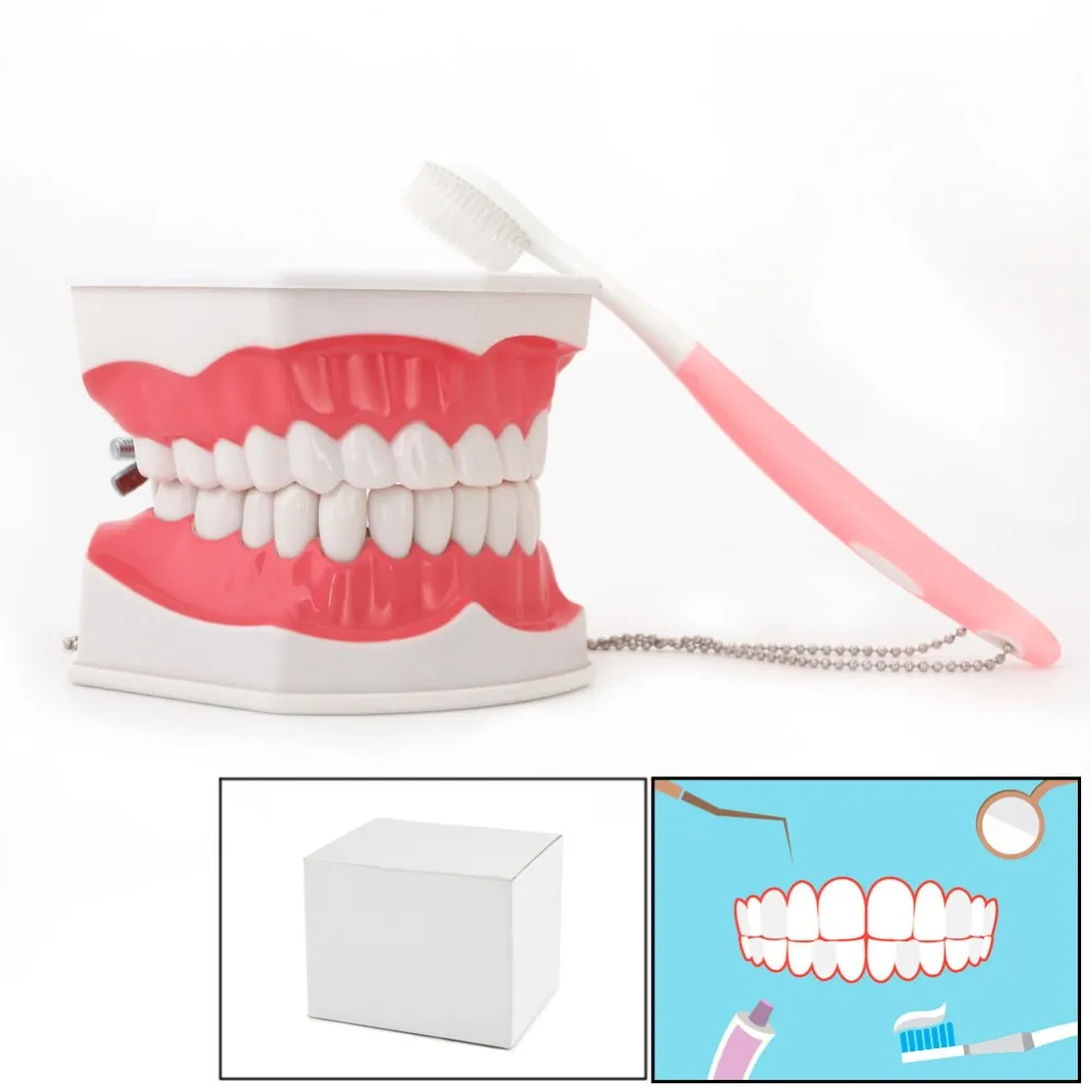 Новая Стоматологическая обучающая модель для взрослых со съемными нижними зубами и зубной щеткой