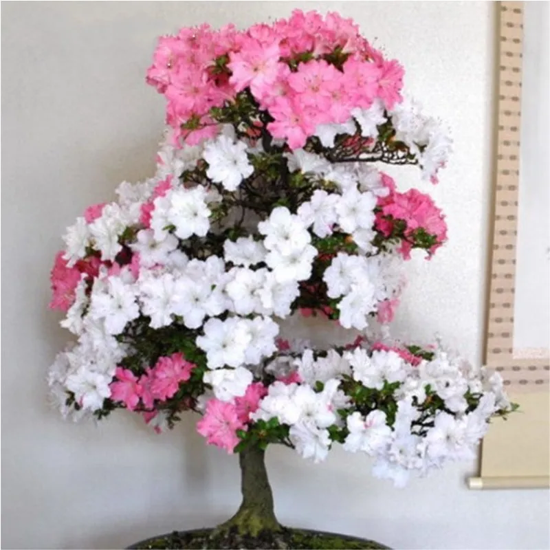 

bonsai 20pcs Rare Bonsai 17 Varieties DIY Home &Garden Plants for Japanese Cherry flower