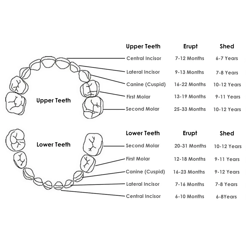 Wooden Tooth Storage Box For Grown Up Baby Kids Tooth Box Organizer Storage Box For Baby Milk Teeth Collect Organizer