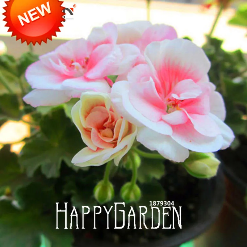

New 2018!20 plant/Lot Pale Pink White Petals Geranium bonsai, Perennial Flower garden Pelargonium Peltatum Flowers,#TBL4Y0