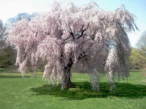 20pcs / bag Fountain Weeping cherry tree, DIY family garden Shrub tree Cherry tree plant, garden Ornamental plant Bonsai