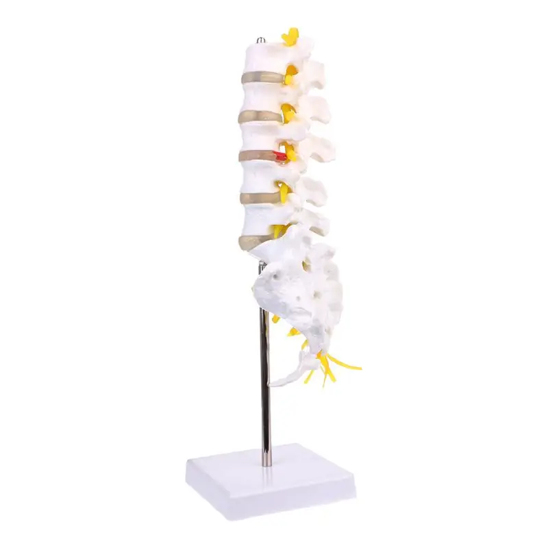 

Anatomical Lumbar Vertebrae Model Caudal Vertebra Anatomy Medical Teaching Tool Medical Science Stationery for School