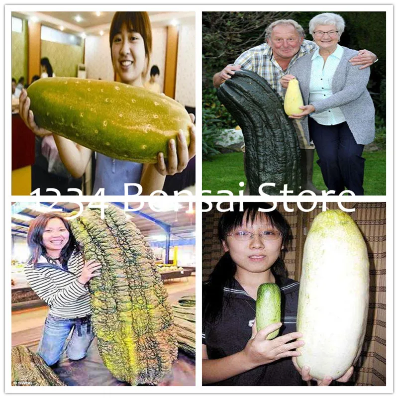 

100 Pcs Giant Cucumber bonsai Japanese Mini Cucumber Fruit and Vegetable plant Organic Non-GMO plant for Home Garden Planting